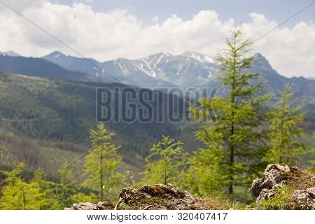 Blurred Firr Tree Forest Over Rocks. Trekking And Tourism Concept. High Mountain Landscapes. Natural