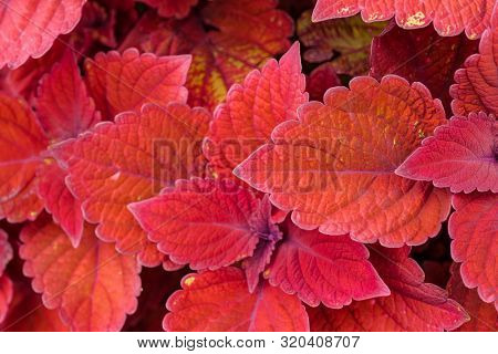A Blooming Coleus Sedona Plant Displays Colorful Foliage In Red Tones With Magenta Accents.