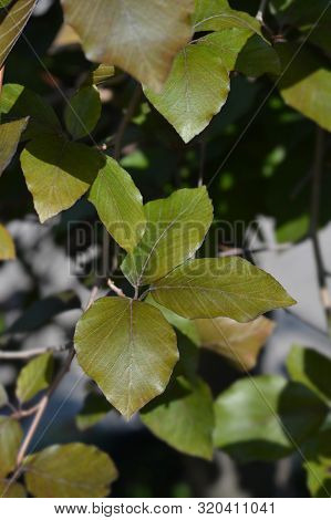 Dwarf Purple European Beech Leaves - Latin Name - Fagus Sylvatica Purpurea Nana