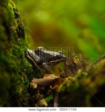 Frog On A Moss Covered Old Stump
