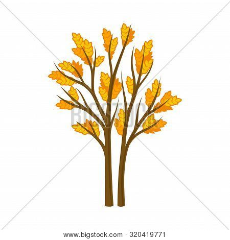 Two Thin Autumn Trees. Vector Illustration On A White Background.