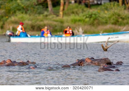 Hippopotamus In Lake Naivasha Against Boat With Tourists. Tourism In Kenya.