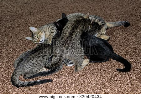 Cute Little Kittens Breastfeeding Mom Cat At The Home 

Kittens Sucking Their Mothers Lying On The F