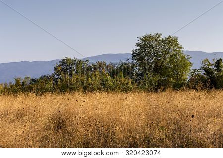 A Thickets Useful, Unusual Plant (paliurus Spina-christi) And Dry Grass Grows In Its Natural Habitat