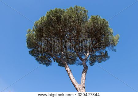 The View Of  Apine Crone With Blue Sky On Background.