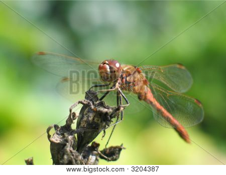 LIBELLE