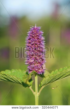 Flower Of Lophantus Anisatus Or Fragrant Giant Hyssop Closeup