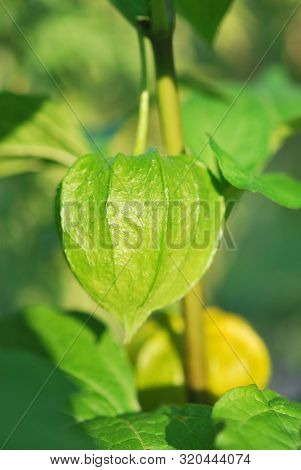 Fruit And Leaves Of Physalis Minima Or Ground Cherry Closeup