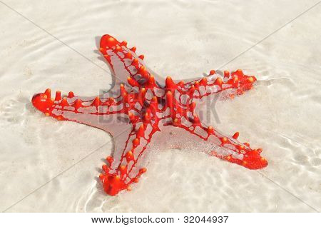 Морская звезда