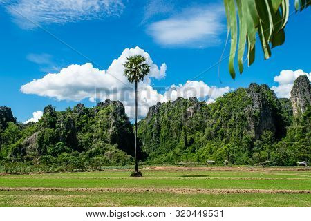 Rice Farm With Limestone Mountain Range At Noen Maprang , Phitsanulok Province In Thailand