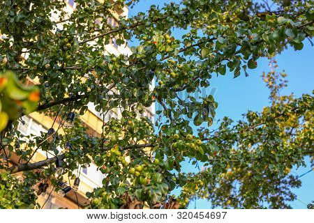 Young Green Ripening Apple Fruits On A Branch After Flowering In Garden . Young Apple Buds Primordiu