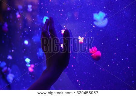 Trying To Touch Beautiful Bright Jellyfish With Your Hand