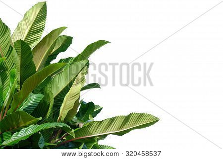 Top View Elephant Apple Tree With Leaves Branches And Sun Light Growing In A Garden On White Isolate