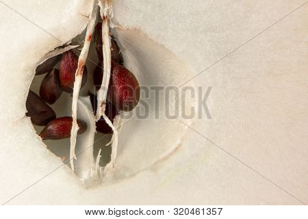 Close up of fresh ripe apple core and kernels. Sliced fruit macro image with copy space to add text. Empty blank mock-up