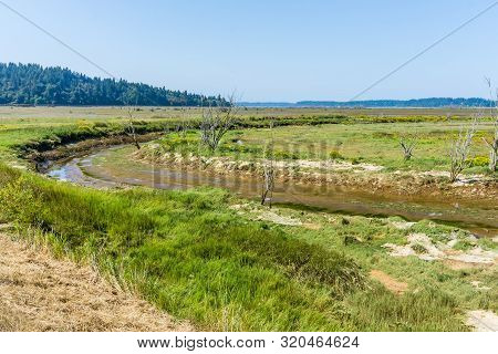 A Deep Gully At The Nisqually Wetlands Near Olympia, Washington.