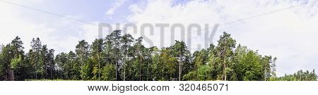 Polish Wild Forest - Kampinos National Park, Poland
