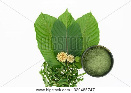 Mitragynine. Drugs And Narcotic