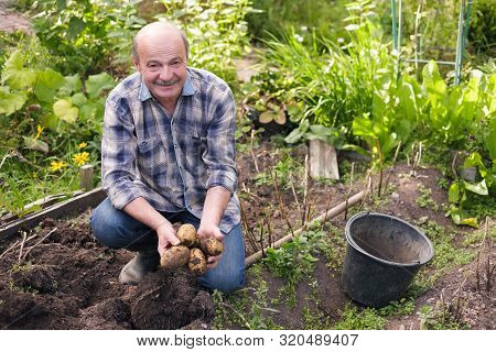 Senior Hispanic Man Digs In Kitchen Garden Potatos.