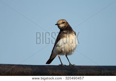 Close Up Of A Pied Wheatear (oenanthe Pleschanka) Against Blue Sky.