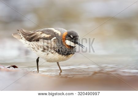 Close Up Of A Red-necked Phalarope (phalaropus Lobatus) Feeding In Water, Iceland.