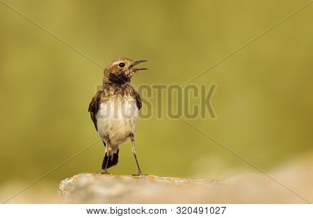 Close Up Of A Pied Wheatear (oenanthe Pleschanka) Perched On A Rock, Summer In Bulgaria.