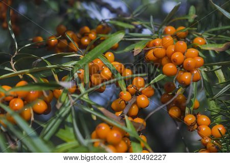 Hippophae Rhamnoides. Branch Of Sea Buckthorn With Berries.