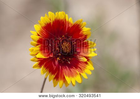 Desert Red And Yellow Indian Blanket Wildflower In Utah