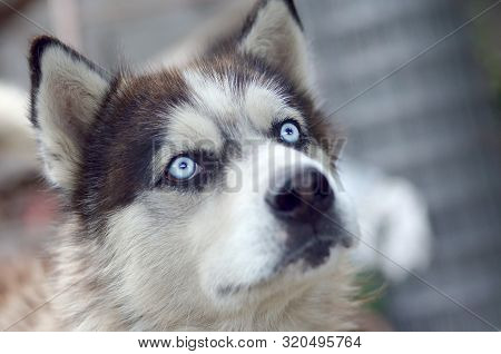 Arctic Malamute With Blue Eyes Muzzle Portrait Close Up. This Is A Fairly Large Dog Native Type