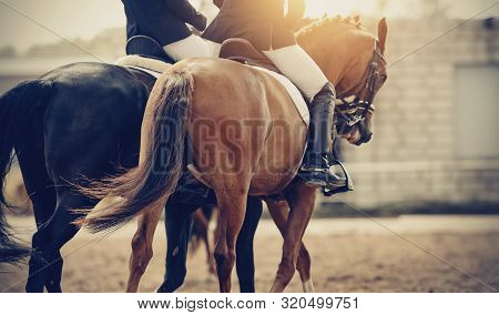 Equestrian Sport.two Sports Horses In The Double Bridle.the Leg Of The Rider In The Stirrup, Riding 