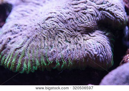 Purple And Green Fungia Plate Coral Fungia Repanda In A Saltwater Coral Reef.