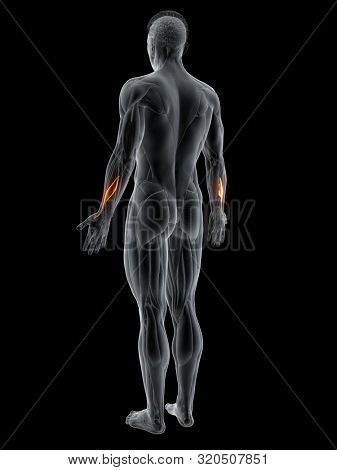 3d rendered muscle illustration of the abductor pollicis longus