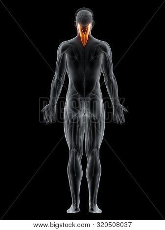 3d rendered muscle illustration of the splenius capitis