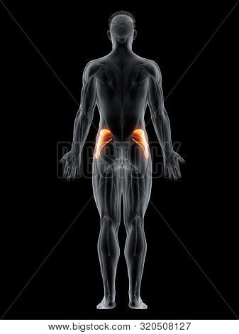 3d rendered muscle illustration of the gluteus medius
