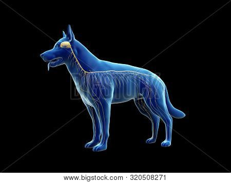 3d rendered anatomy illustration of the canine nervous system