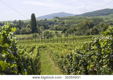 Alsace maisemia