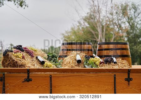 Wine Making And Winery Concept, Fresh Grape Bunches For Making Wine