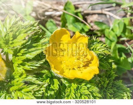 Yellow Flower Caltha From The Buttercup Family. Yellow Flower With Green Blured Background. Beautifu