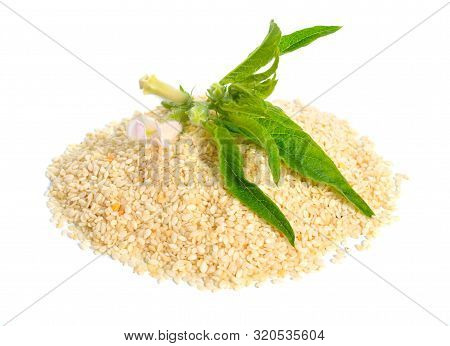 Sesame Plant With Flowers And Seed Isolated On White Background