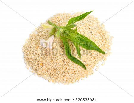 Sesame Plant With Flowers And Seed Isolated On White Background