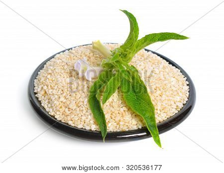 Sesame Plant With Flowers And Seed Isolated On White Background