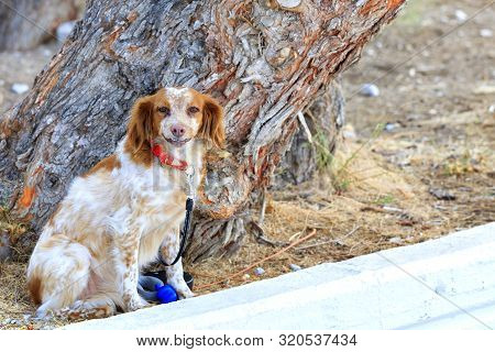 The Dutch Spaniel Kooiker Hound, Fiery Red, Sits In The Park Near The Trunk Of A Large Pine Tree And