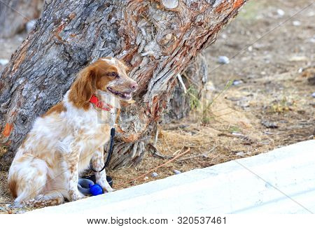 The Dutch Spaniel Kooiker Hound, Fiery Red, Sits In The Park Near The Trunk Of A Large Pine Tree And