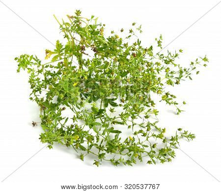 Potentilla Or Tormentils, Barren Strawberries Isolated On White Background