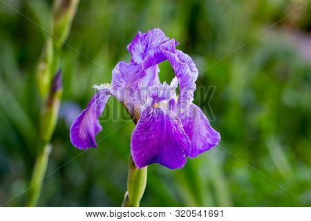 Purple, White, Blue And Violet Blooming Iris Xiphium (bulbous Iris, Sibirica) On Green Leaves Ang Gr