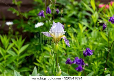 Purple, White, Blue And Violet Blooming Iris Xiphium (bulbous Iris, Sibirica) On Green Leaves Ang Gr