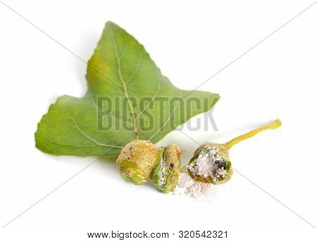 Populus Or Aspen, Cottonwood Leawes With Galls. Isolated On White Background