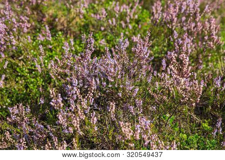City Carnikava, Latvian Republic. The Heather Blossoms Near The Forest. Travel Photo. Sep 04. 2019.