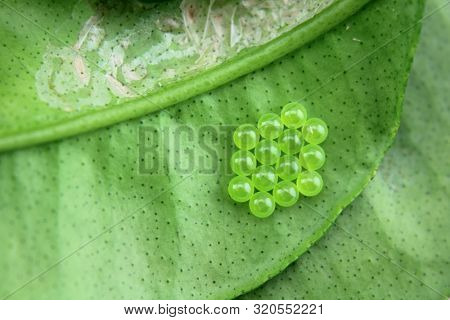 Macro Stink Bug Eggs on Leaf