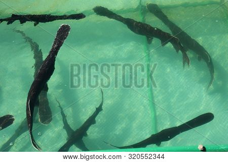 American Paddlefish (polyodon Spathula) In Cage For Fish Farming.
