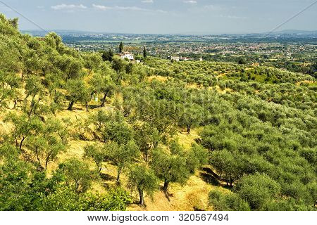 Rural Landscape Near Pescia And Uzzano, Pistoia, Tuscany, Italy, At Early Spring With Olive Trees